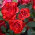 Блек Форест Роуз Блек Форест Роуз