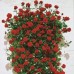 Сантана Сантана