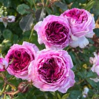 Тьєррі Маркс Тьєррі Маркс