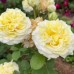 Вайт Ешлі Вайт Ешлі