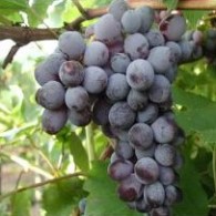 Кишмиш Запорожский Кишмиш Запорожский