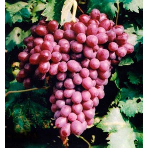 купити Саджанці Винограда Ливия фото розплідник купити Саджанці Винограда Ливия фото розплідник