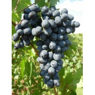 Молдова Ранняя (Кубань) Молдова Ранняя (Кубань)