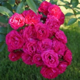 Дінкі Дінкі