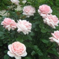 Афродіта Афродіта