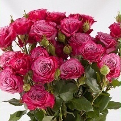 Кайлі Кайлі