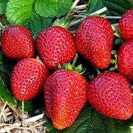 Полуниця Альба Полуниця Альба
