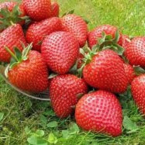 купити Багаторічники Полуниця Вайбрант - Рання фото розплідник купити Багаторічники Полуниця Вайбрант - Рання фото розплідник
