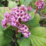 Бадан [Bergenia Moench]