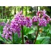Бадан [Bergenia Moench]
