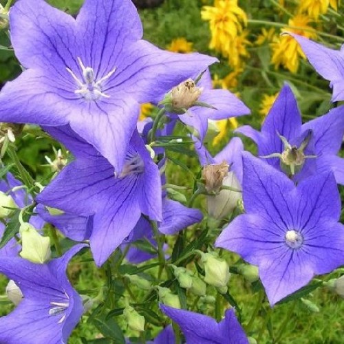 купити Багаторічники Платикодон «Mariesii Blue» фото розплідник