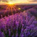 Лаванда вузьколиста Лаванда вузьколиста