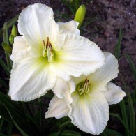 Лилейник White Temptation Лилейник White Temptation