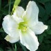 Лилейник White Temptation Лилейник White Temptation