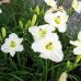 Лилейник White Temptation Лилейник White Temptation