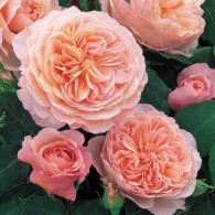 Вільям Моріс Вільям Моріс