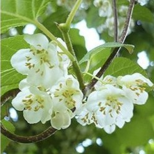 купити Багаторічники Актинидия аргута Мужская (Опылитель) фото розплідник купити Багаторічники Актинидия аргута Мужская (Опылитель) фото розплідник