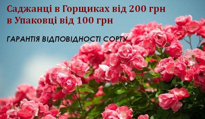 Троянди