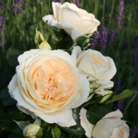 Марія Антуанетта Марія Антуанетта