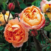 Леді Емма Гамільтон