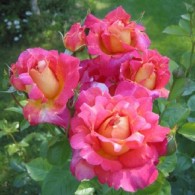 Декор Арлекін Декор Арлекін