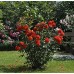 Кордес Бриллиант Кордес Бриллиант