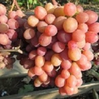 Новочеркасский Красный (Ранний) Новочеркасский Красный (Ранний)