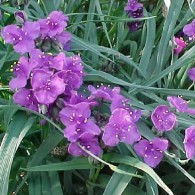 Традесканция Concord Grape