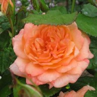 Самаритянин Самаритянин