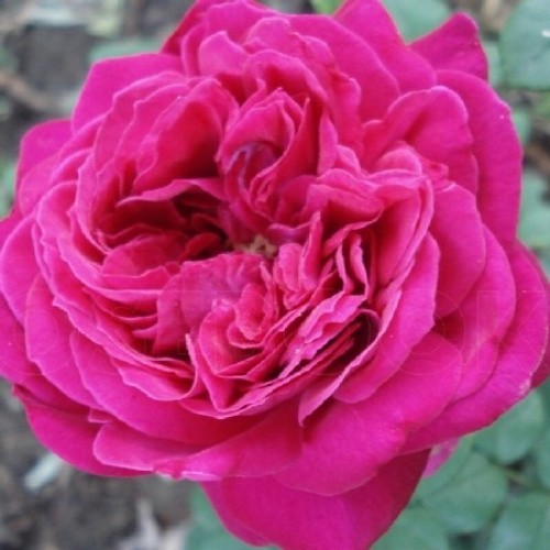 купити Саджанці Троянд Гошпель фото розплідник купити Саджанці Троянд Гошпель фото розплідник